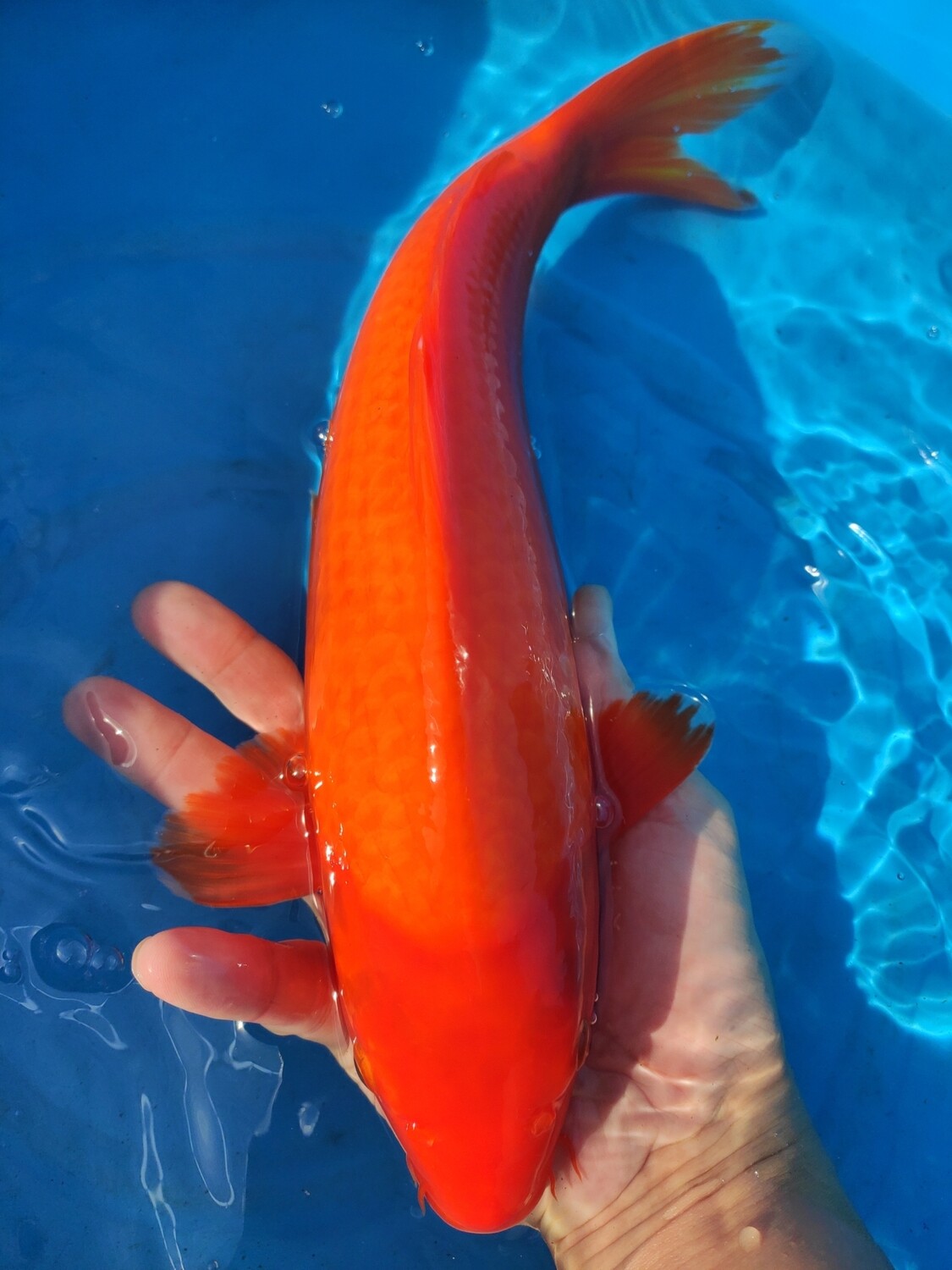 赤羽白 (約34cm) - 無地類, 部別優勝一位