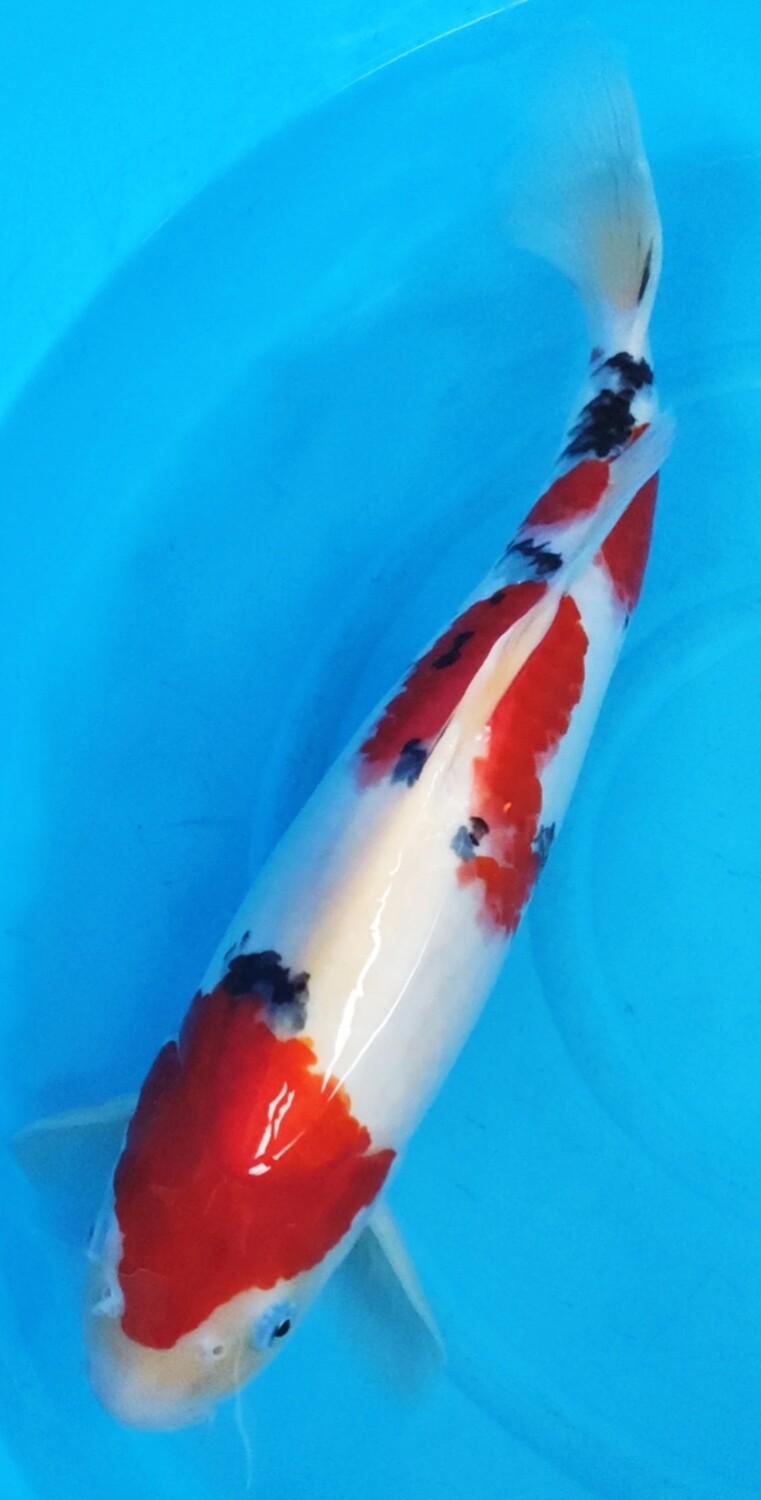 大正 (約38cm)