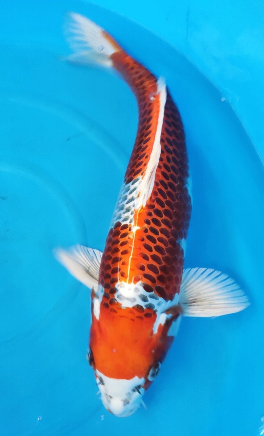 孔雀 (約42cm)