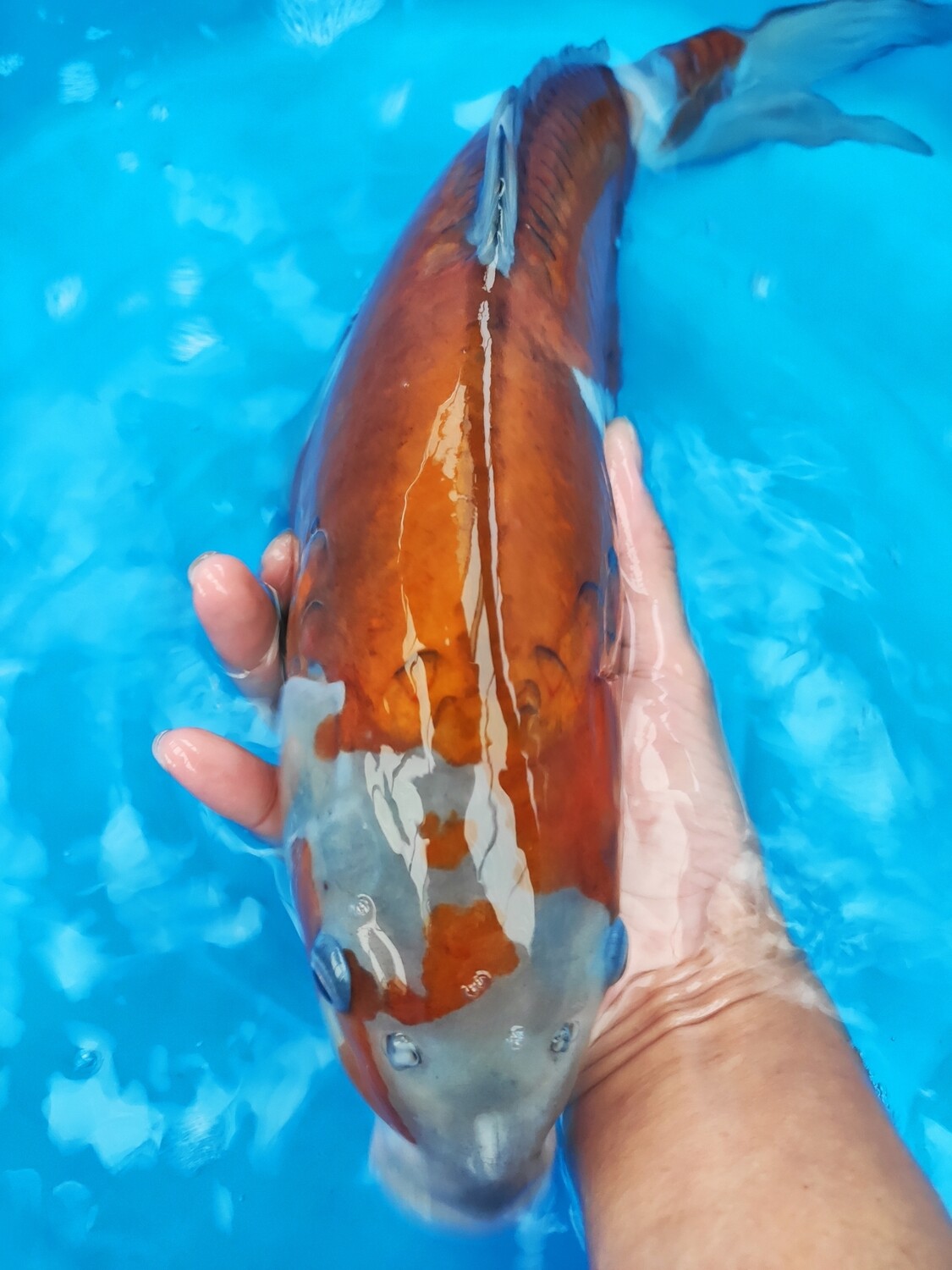 德系落葉 (約45cm)
