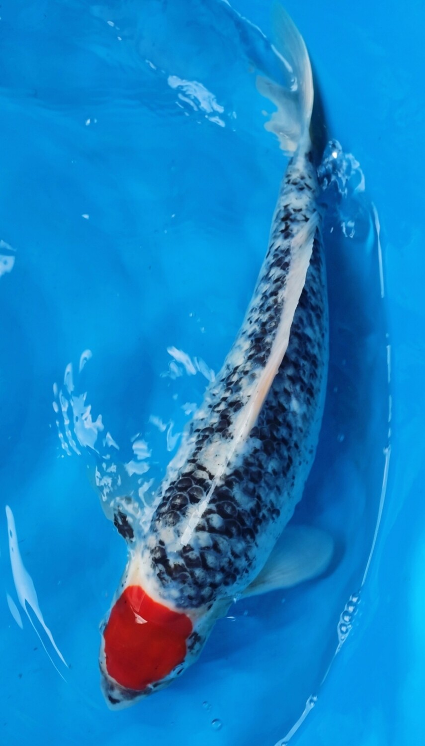 丹頂五色 (約42cm)