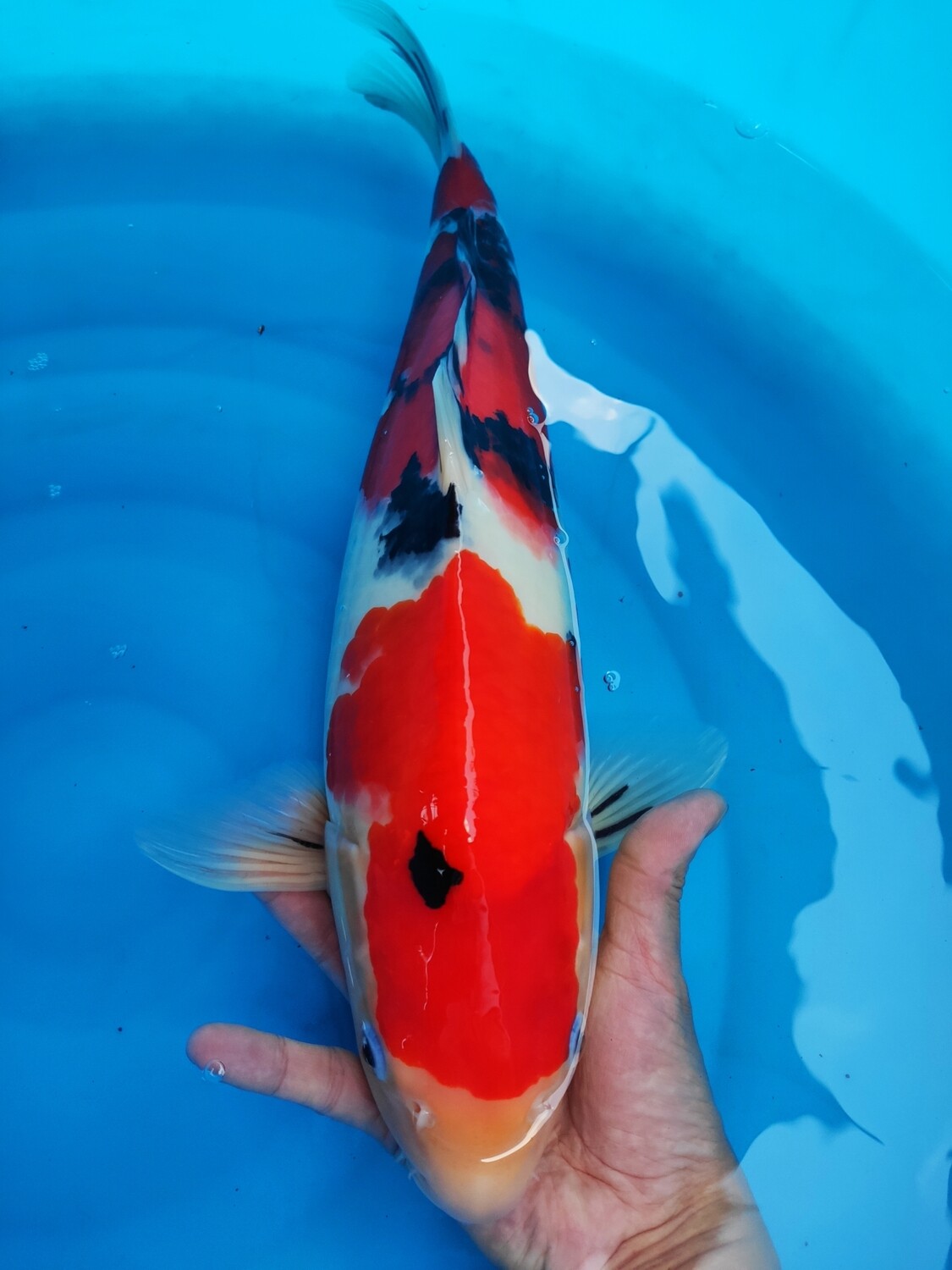 大正 (約45cm)