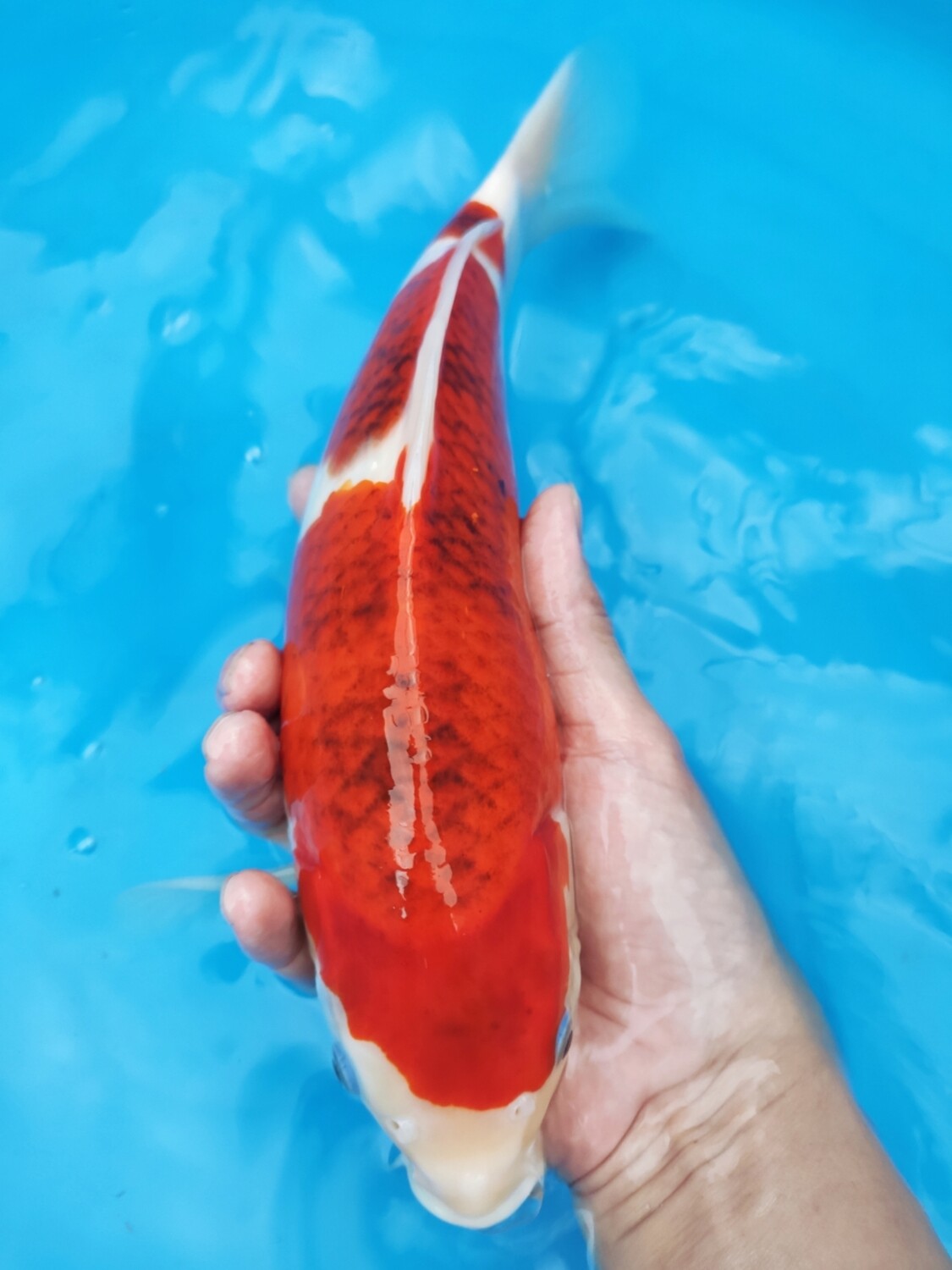 藍衣 (約26cm)
