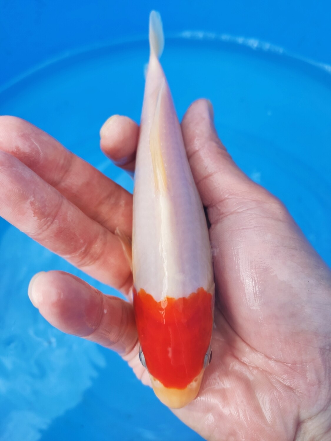 紅白 (約17cm)