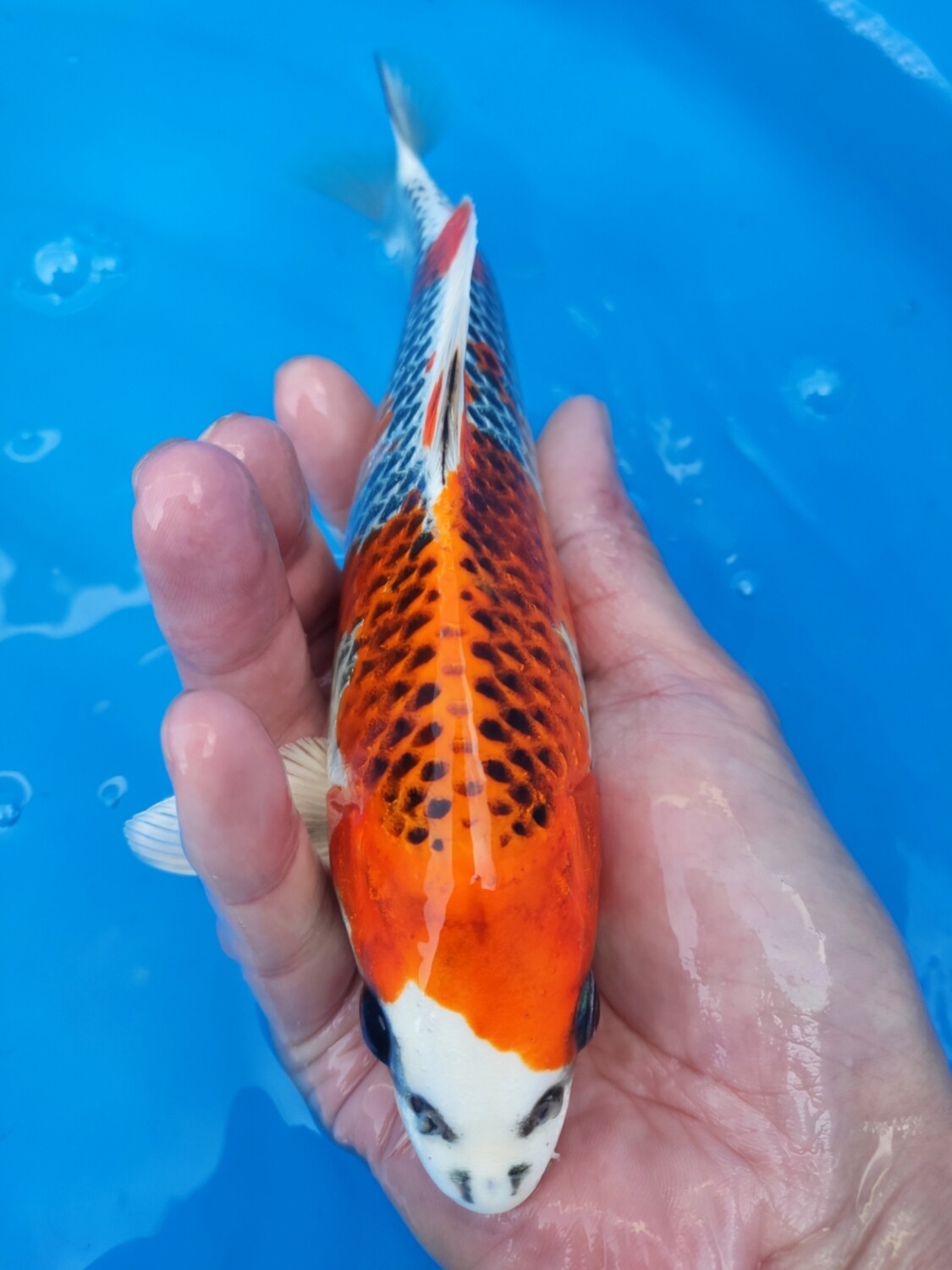 孔雀 (約21cm)