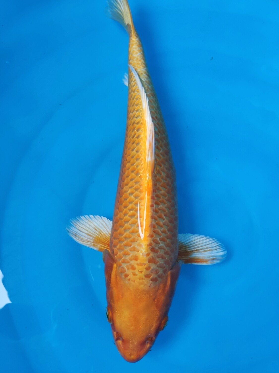橘金 (約38cm)