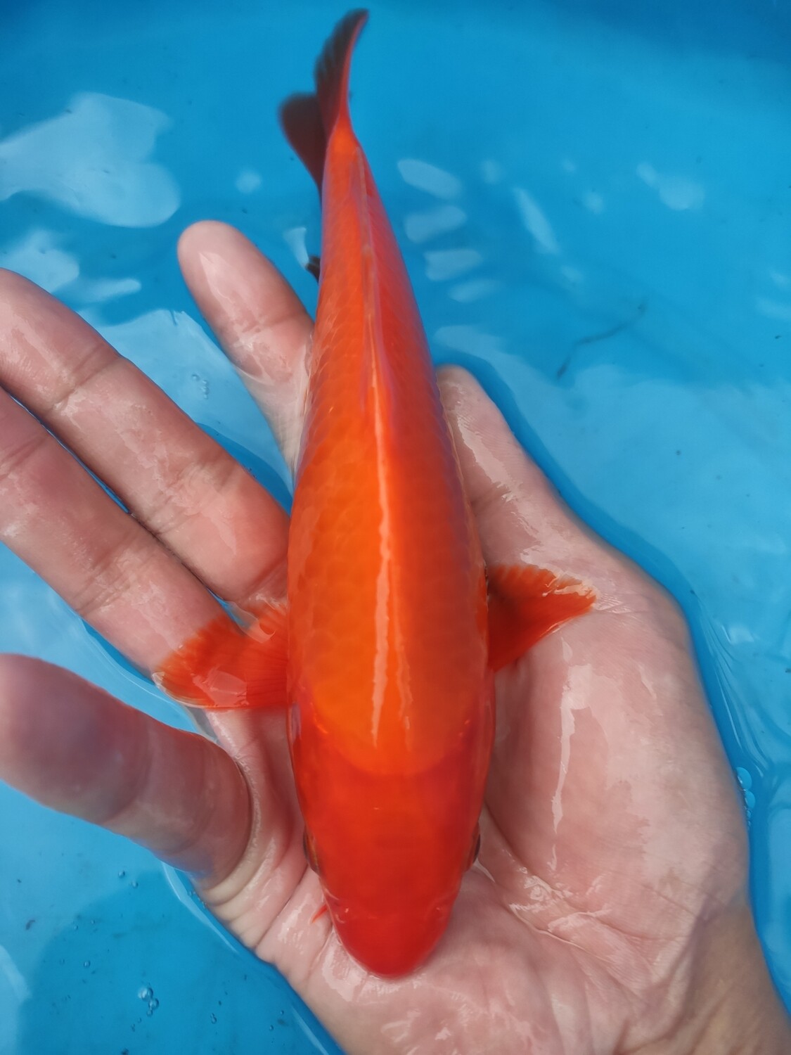 火鯉 (約20cm)