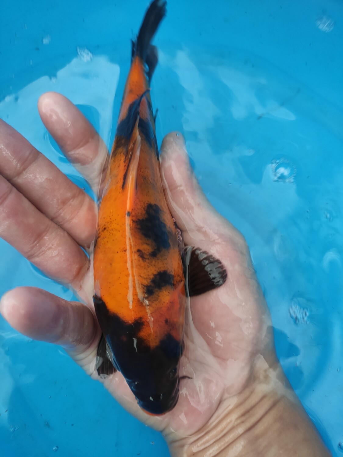 緋寫 (約16cm) 