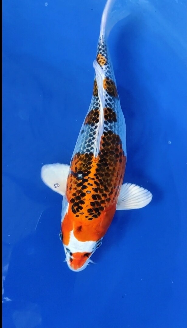 孔雀 (約30cm)