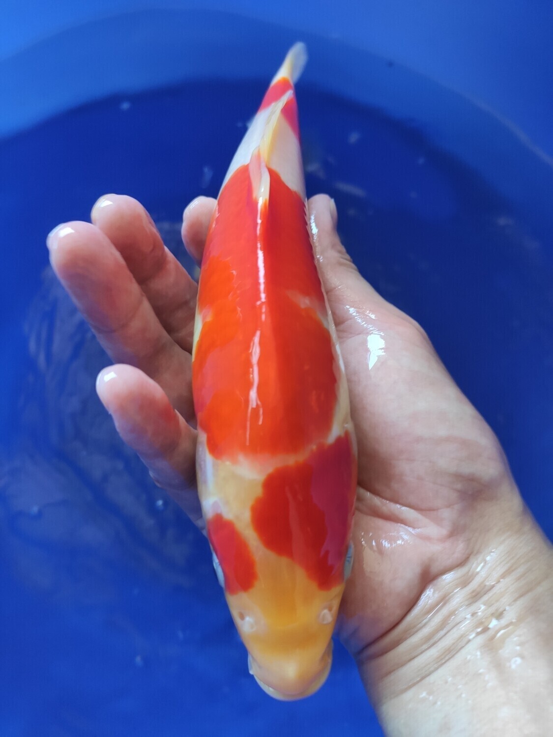 紅白 (約25cm)