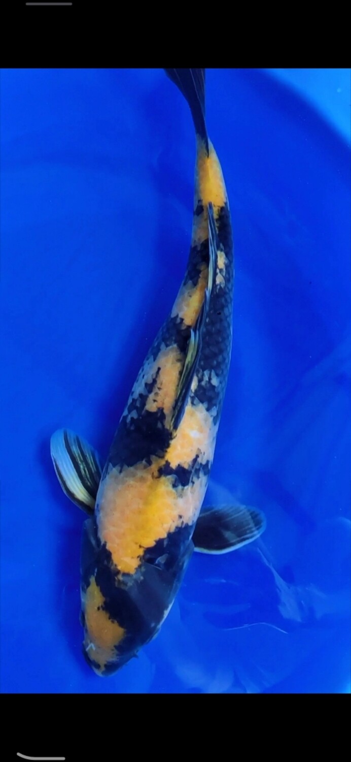 黃寫 (約35cm)