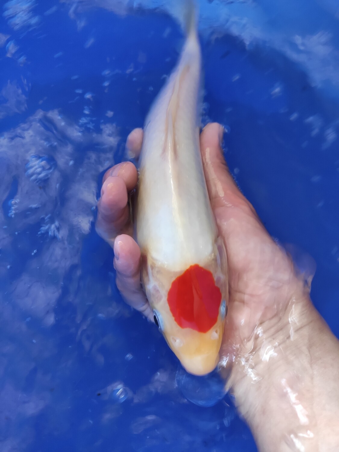 紅白頂丹 (約28cm)