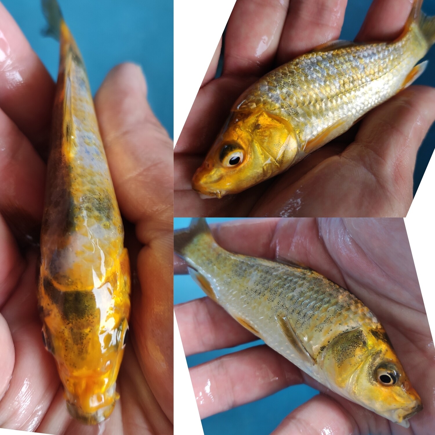 金昭和 (約12cm)
