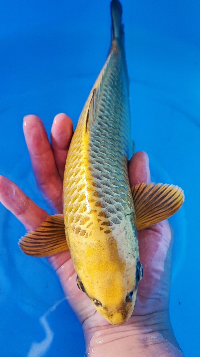 古黃金 (約30cm)