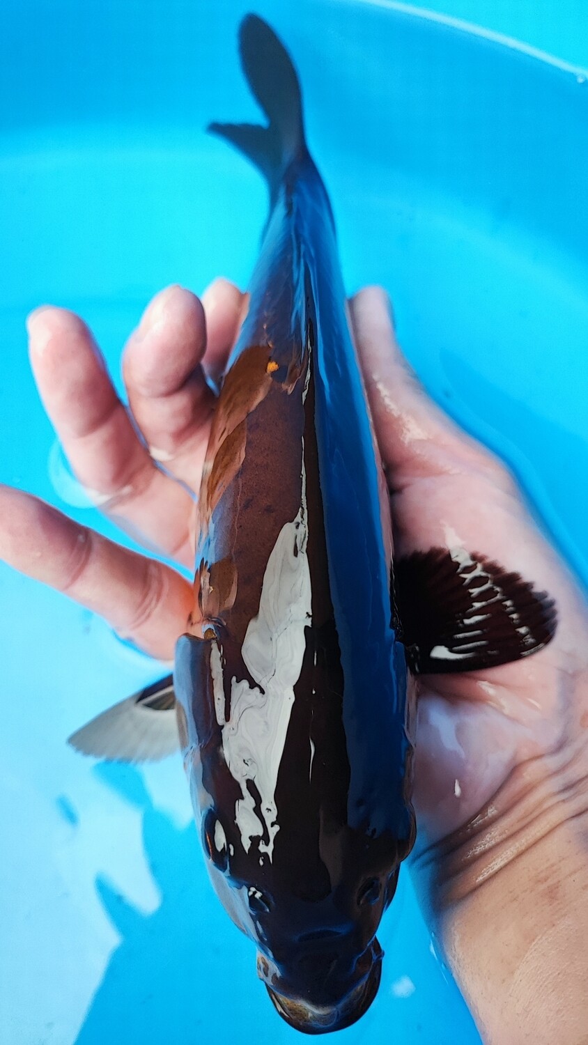 德系包金 (約25cm)
