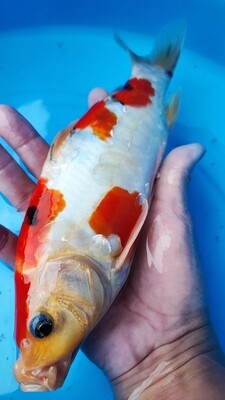 德系大正 (約25cm)