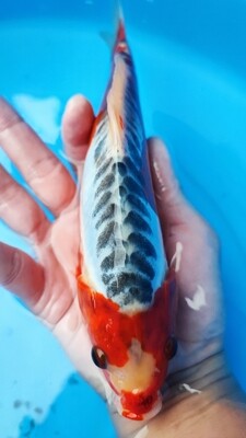 秋翠 (約24cm)