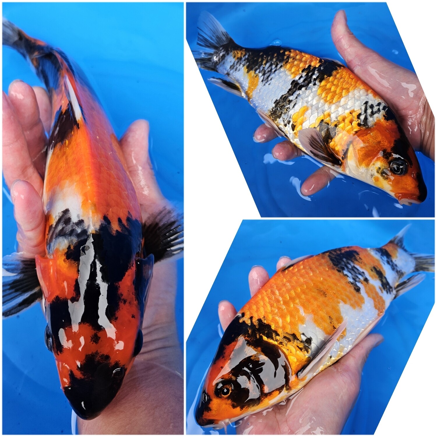 昭和 (約30cm)