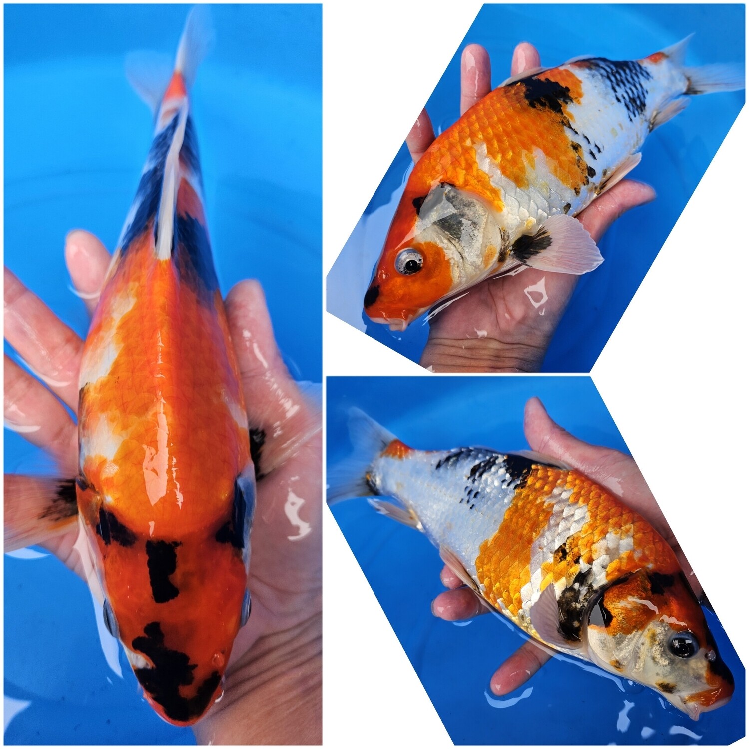 昭和 (約30cm)