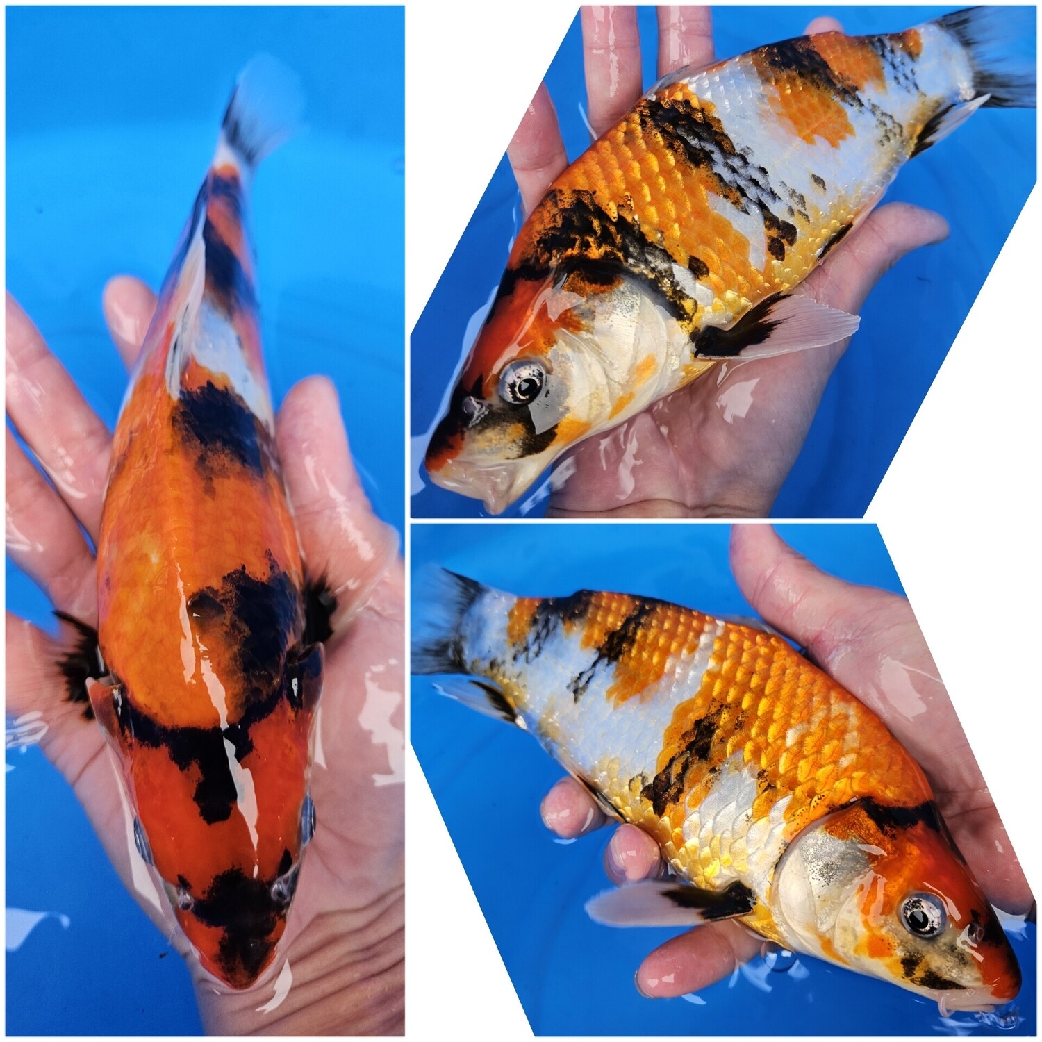 昭和 (約25cm)