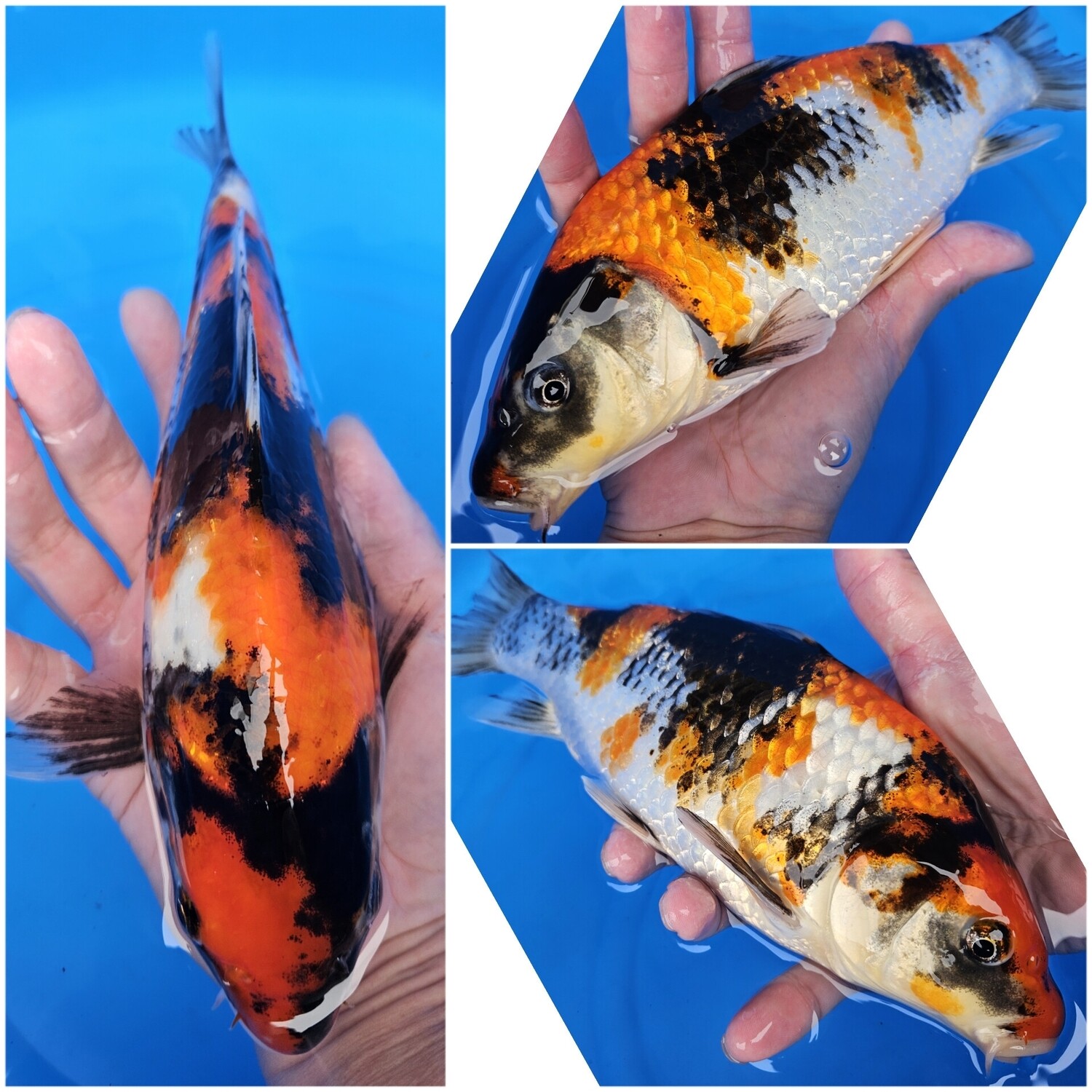 昭和 (約25cm)