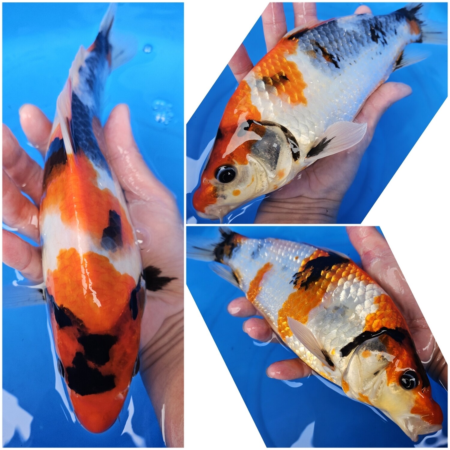 昭和 (約28cm)