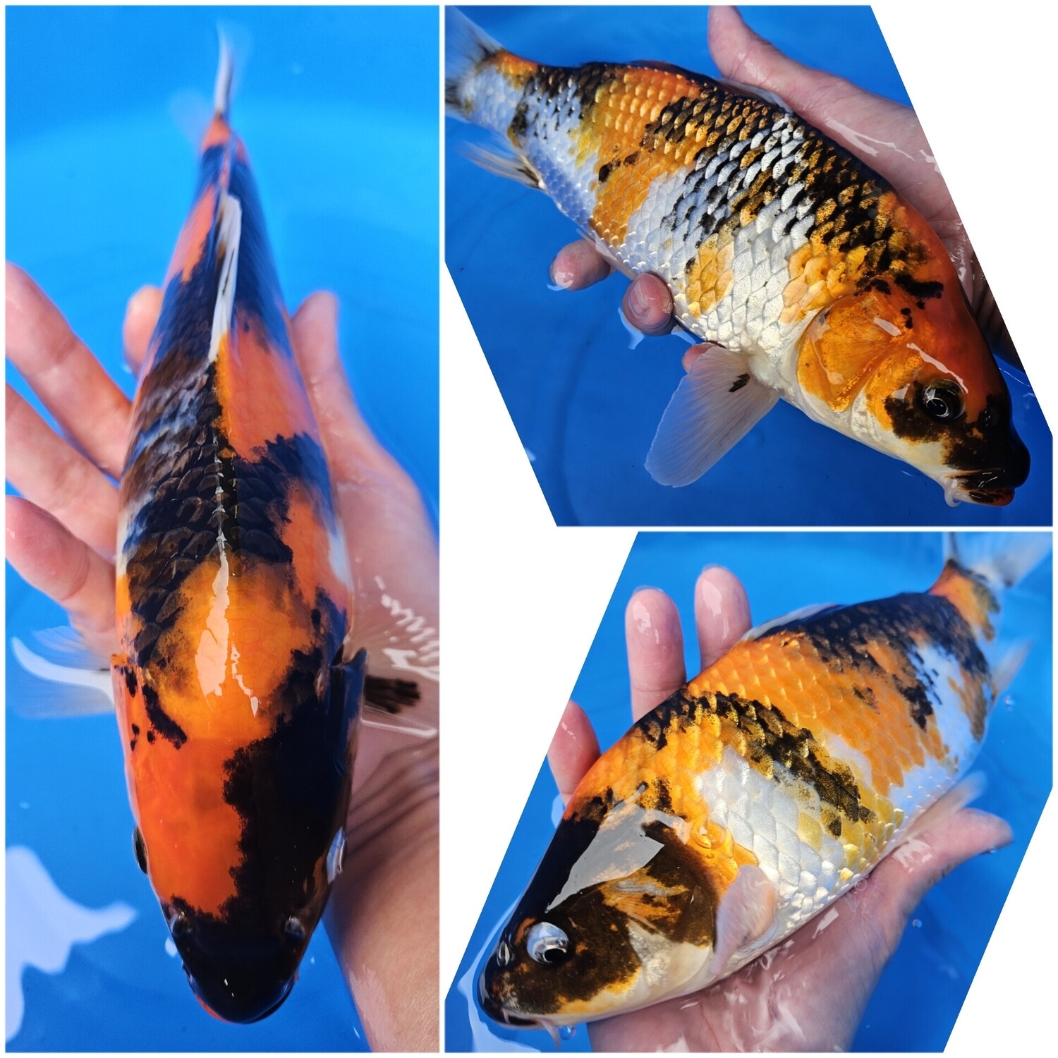 昭和 (約30cm)