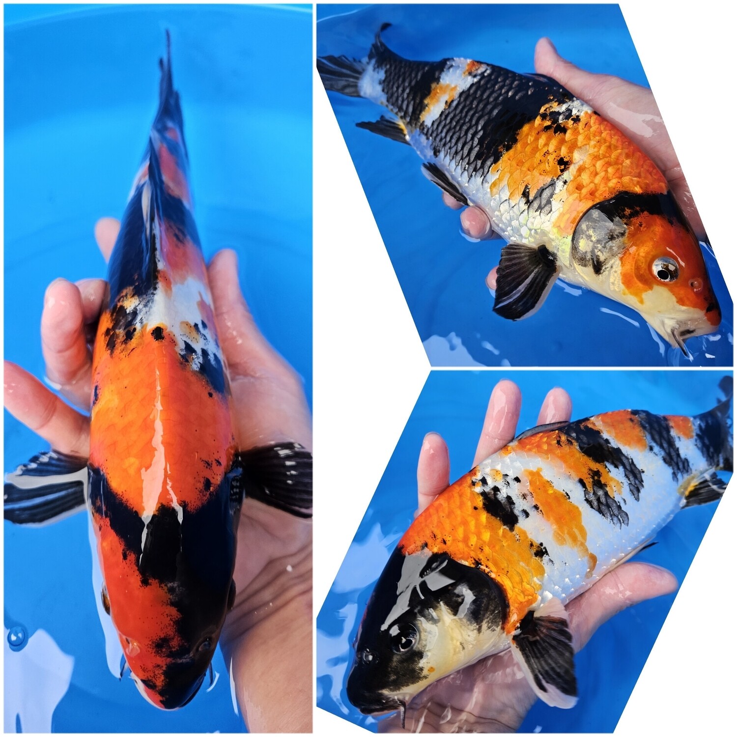昭和 (約30cm)
