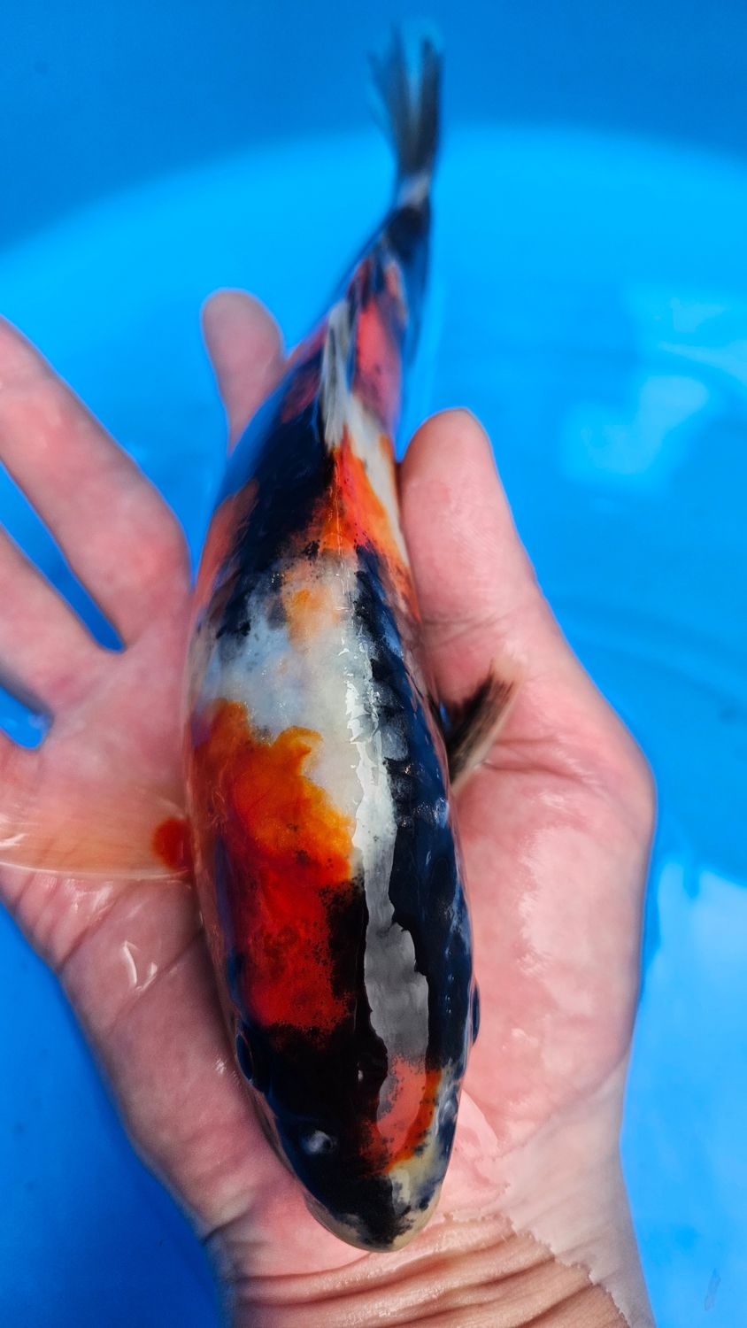 昭和 (約24cm)