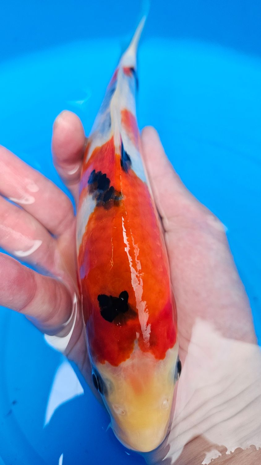 大正 (約24cm)