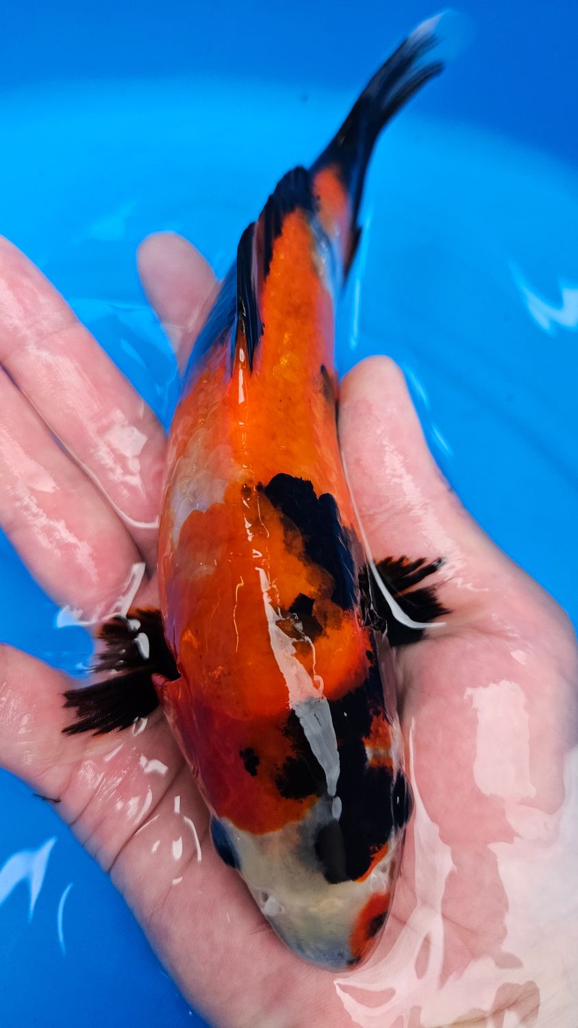 昭和 (約22cm)