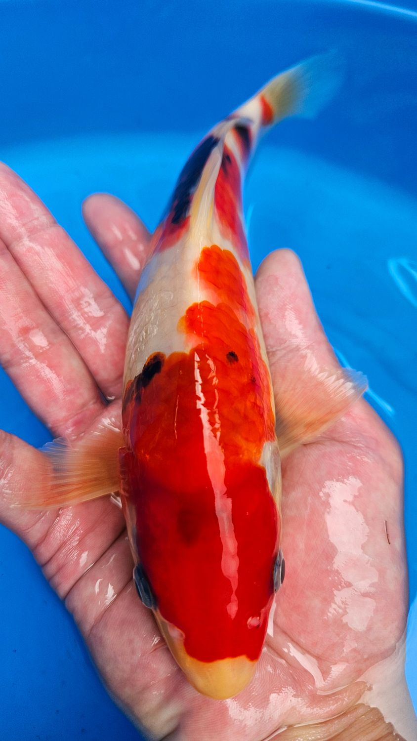 大正 (約24cm)