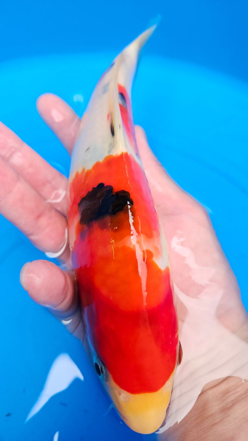大正 (約25cm)