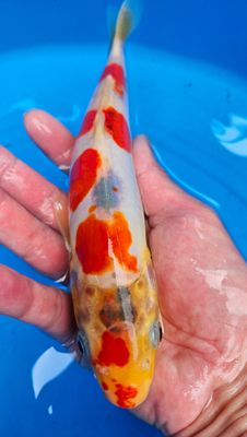 德系五色 (約24cm)
