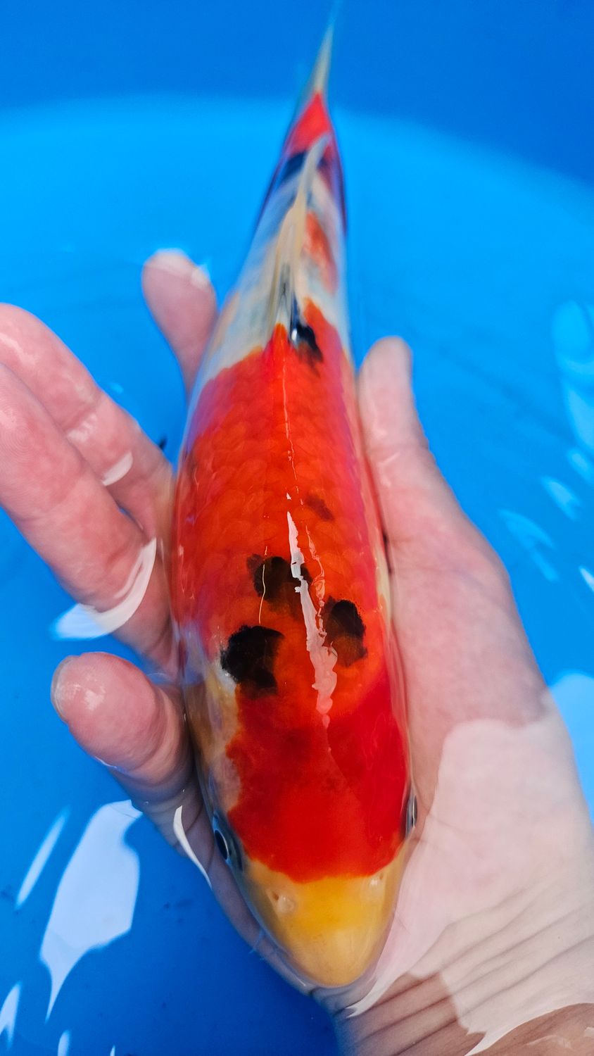 大正 (約25cm)