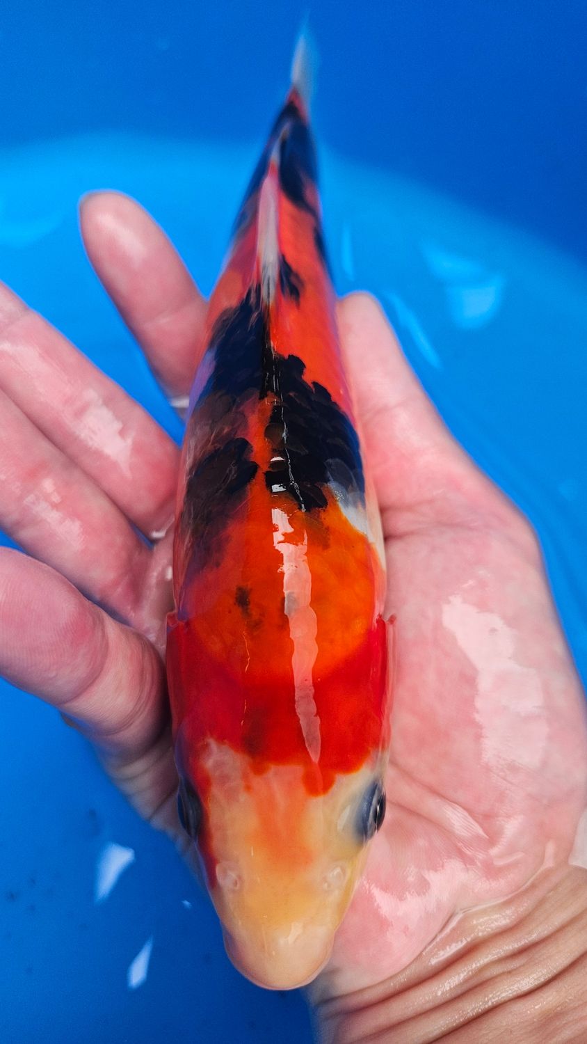 大正 (約24cm)