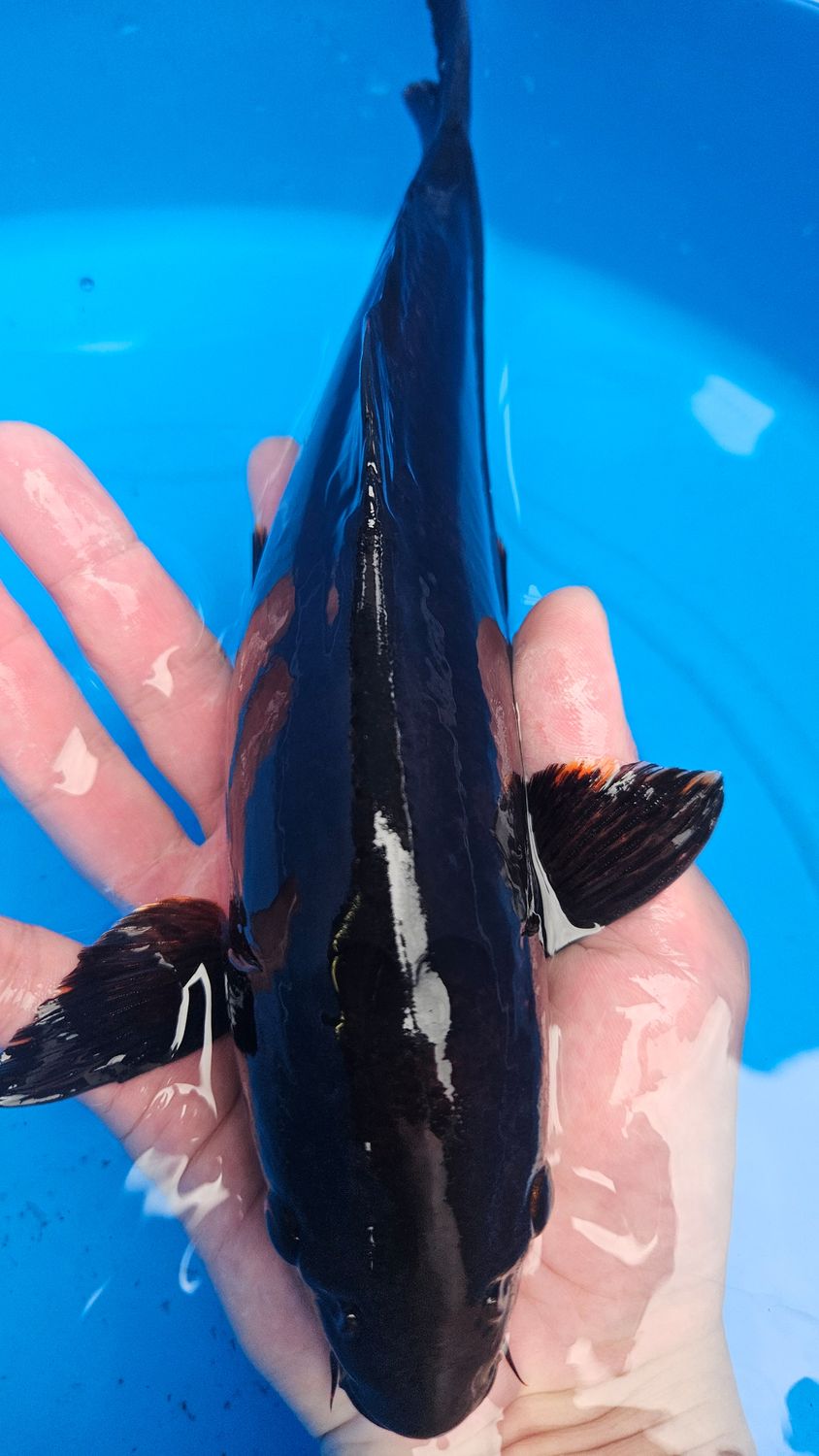 包金 (約28cm)