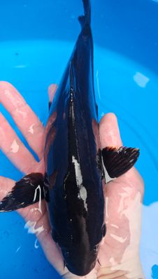 包金 (約28cm)