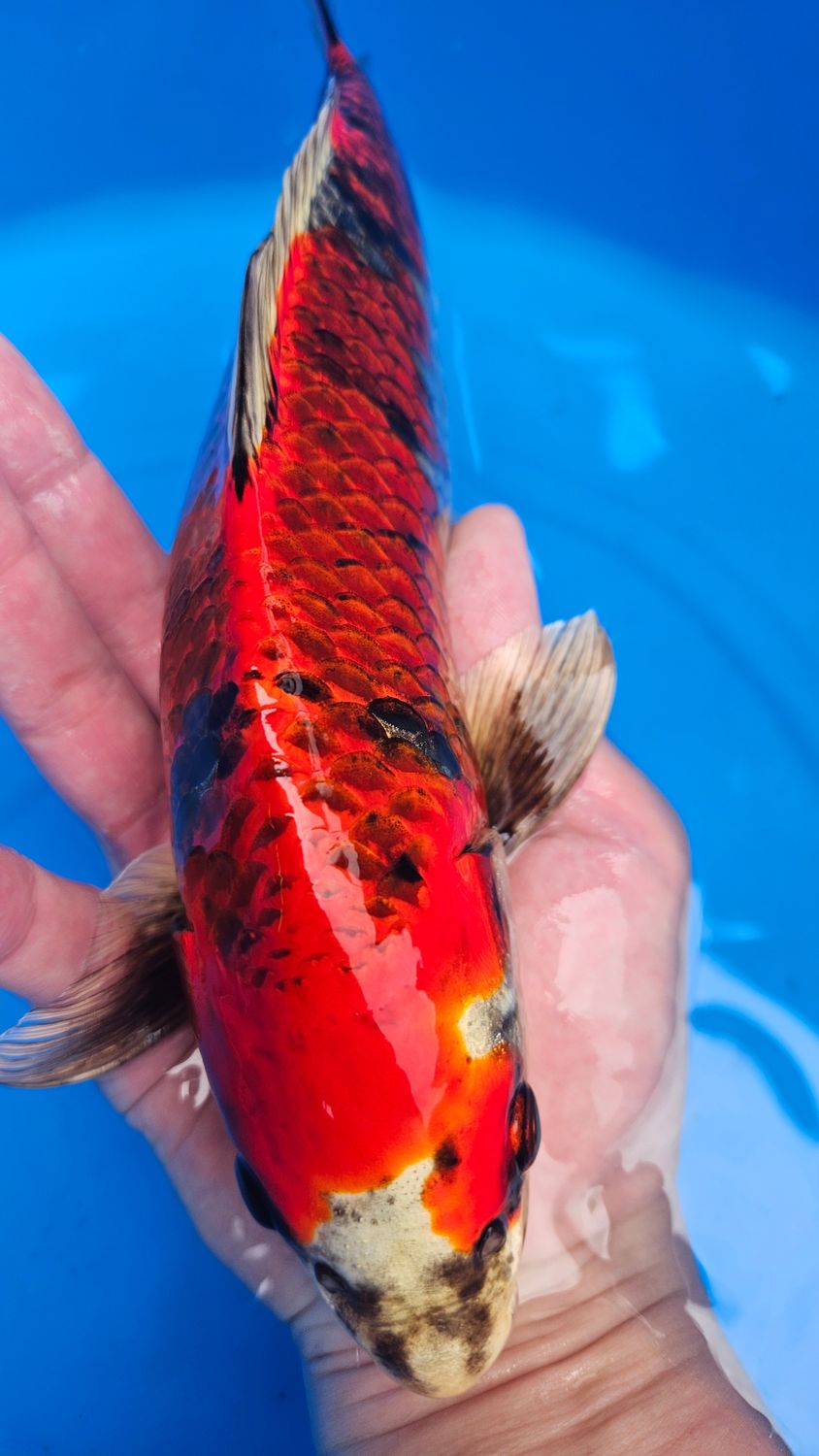 紅孔雀 (約29cm) 