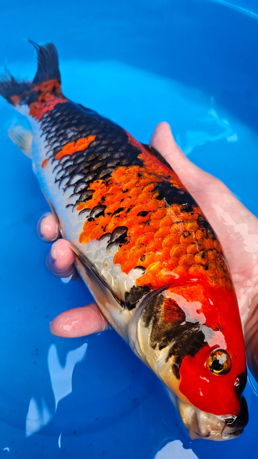 五色 (約32cm)
