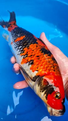 五色 (約32cm)