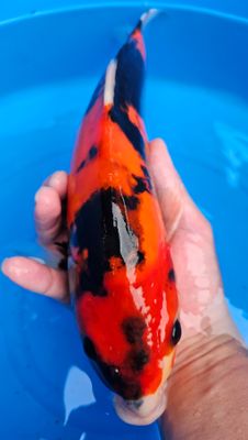 紅九紋龍 (約35cm)