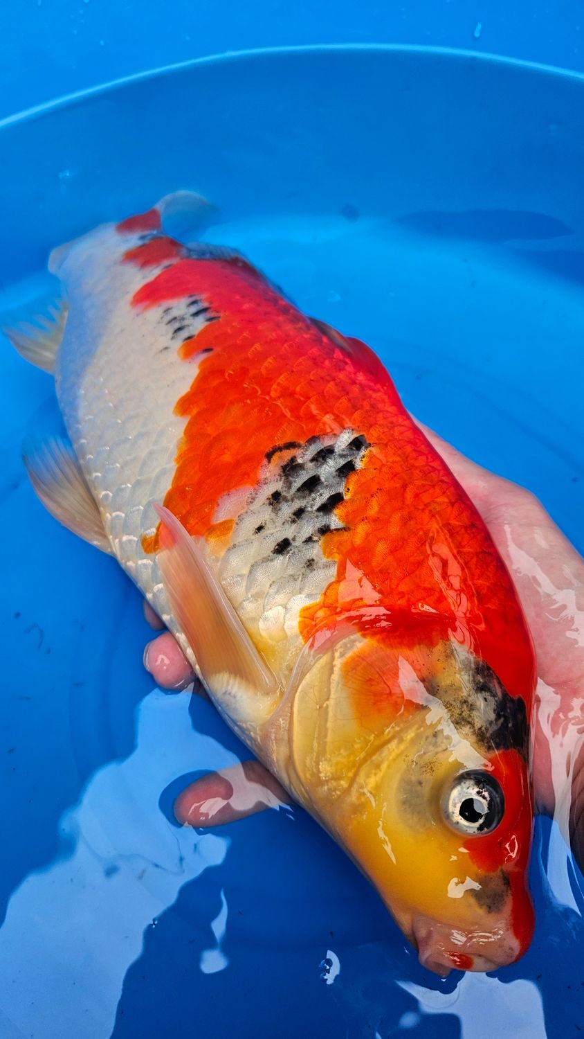 五色 (約40cm)