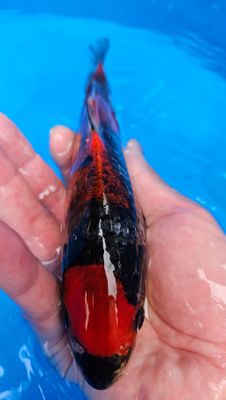 五色 (約22cm)