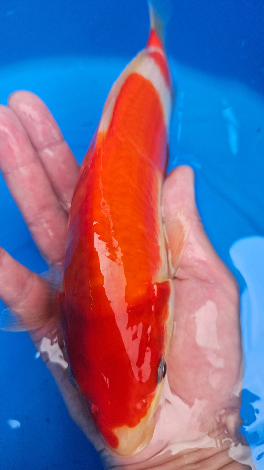 紅白 (約25cm)