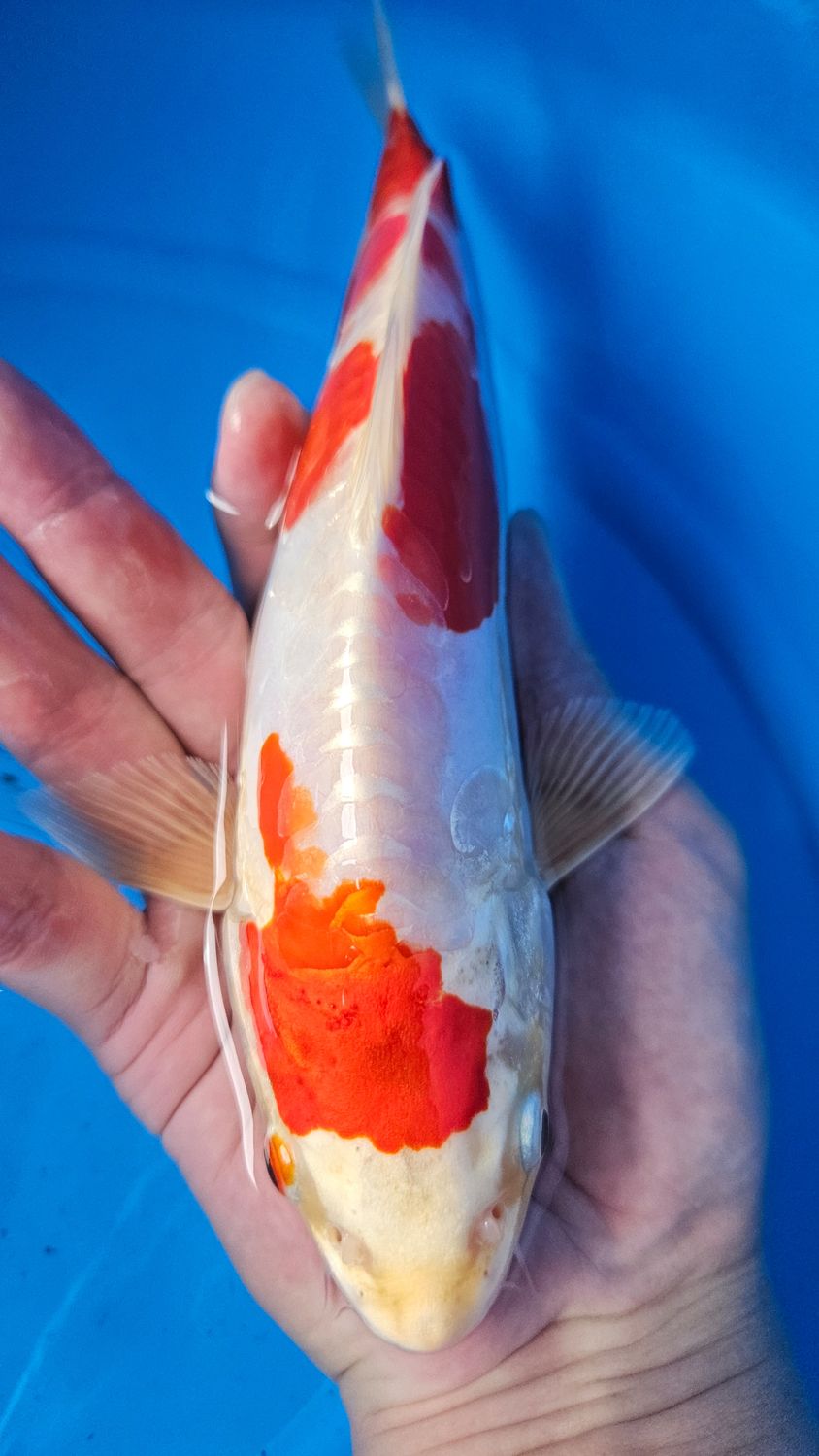 25部 紅輝龍