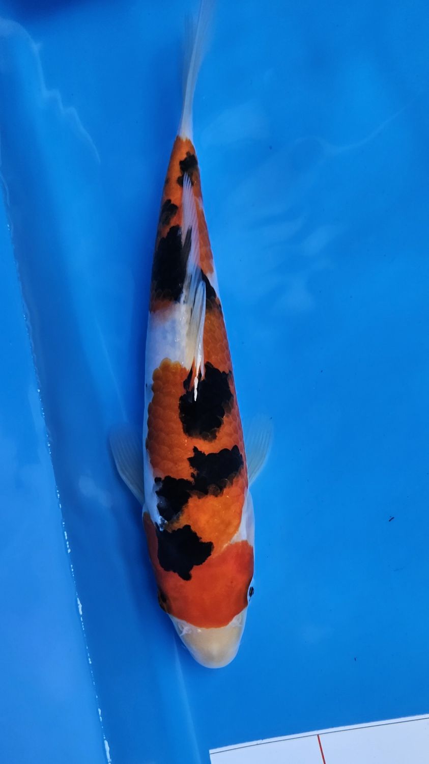 25部 大正