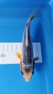 20部 淺黃