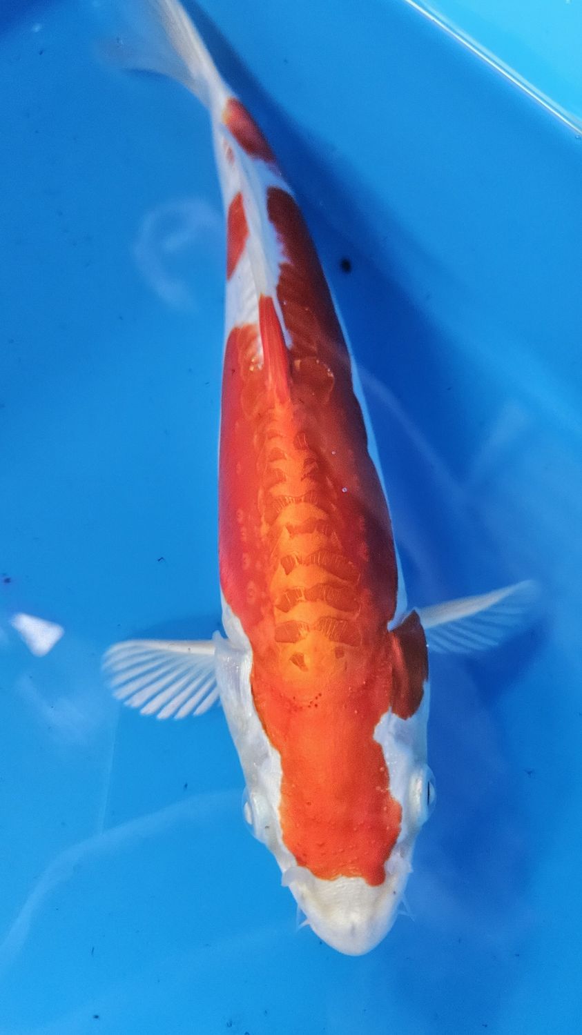 30部 B類 變種