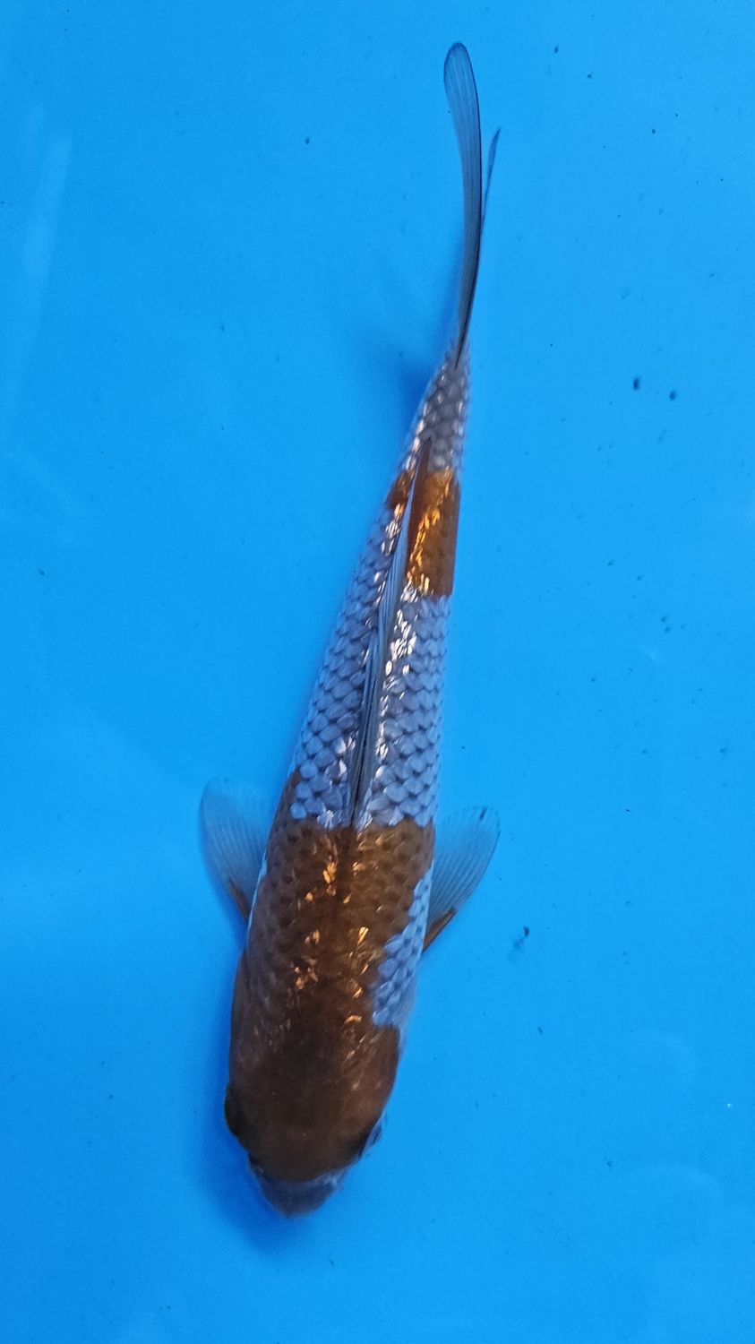20部 銀鱗落葉